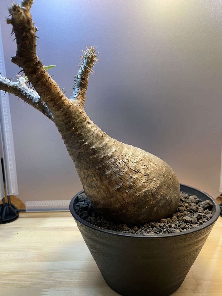 アガベ パキポ チタノタ グラキリス ビスピノーサム など 植物 観葉植物 使い勝手の良い Waterfordfoundation Org