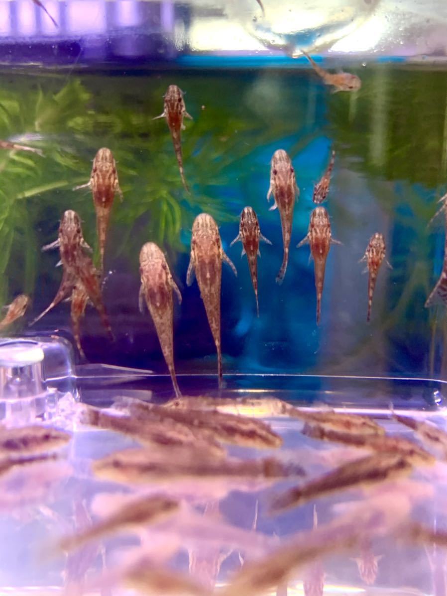 オトシンネグロ 8匹 淡水魚 売買されたオークション情報 Yahooの商品情報をアーカイブ公開 オークファン Aucfan Com