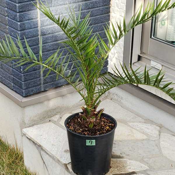 7ココスヤシカナリーヤシ2鉢セットシンボルツリー庭木鉢植え(植木、庭木)