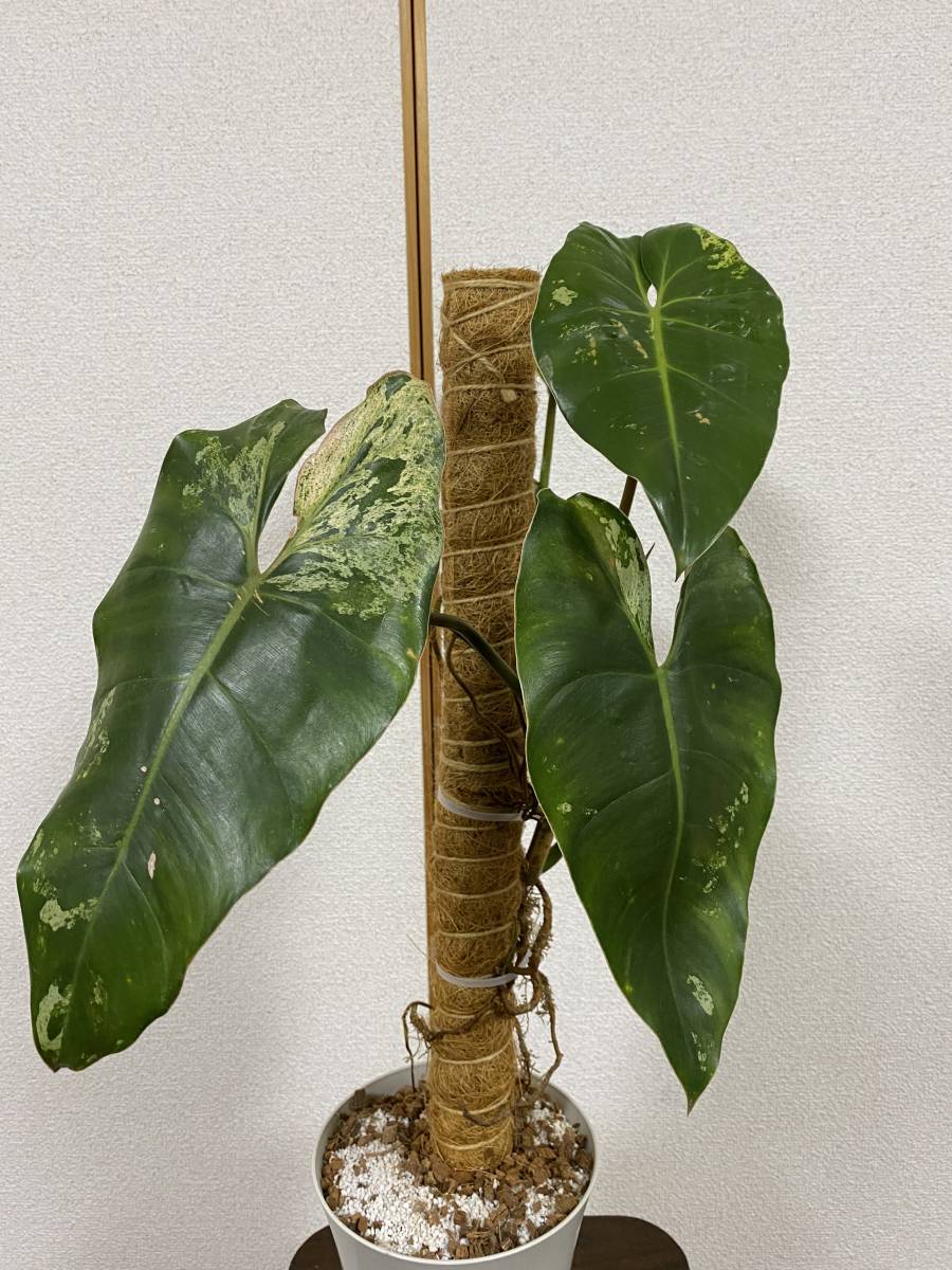 PHILODENDRON ILSEMANII 「フィロデンドロン イルセマニー