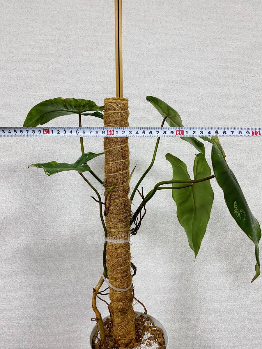 PHILODENDRON ILSEMANII 「フィロデンドロン イルセマニー