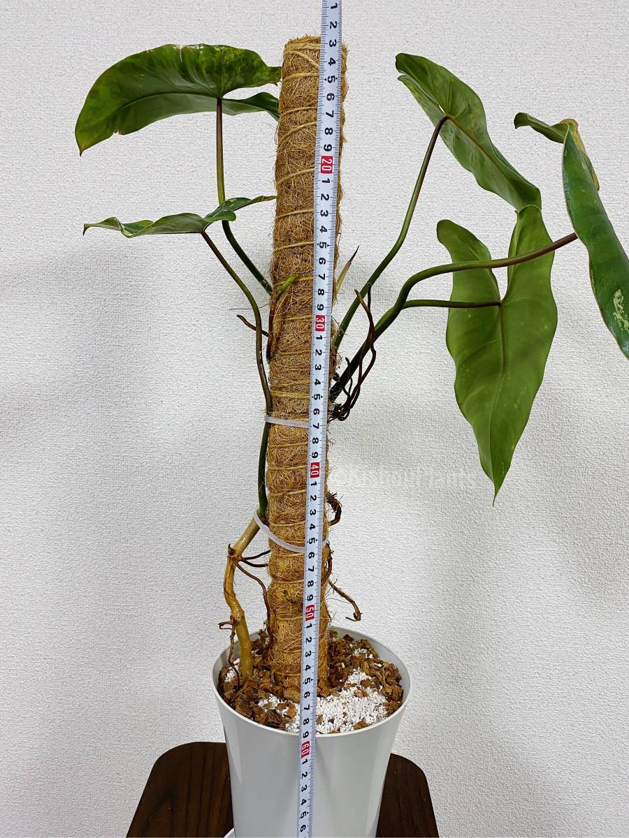 PHILODENDRON ILSEMANII 「フィロデンドロン イルセマニー