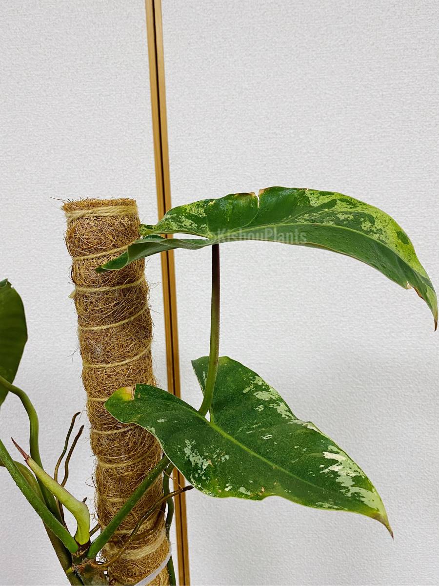 PHILODENDRON ILSEMANII 「フィロデンドロン イルセマニー