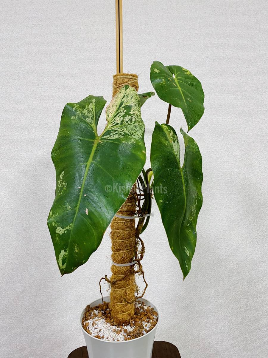 フィロデンドロン　イラセマニー 斑入り　美斑　Philodendron PHILODENDRON ILSEMANII 「フィロデンドロン イルセマニー