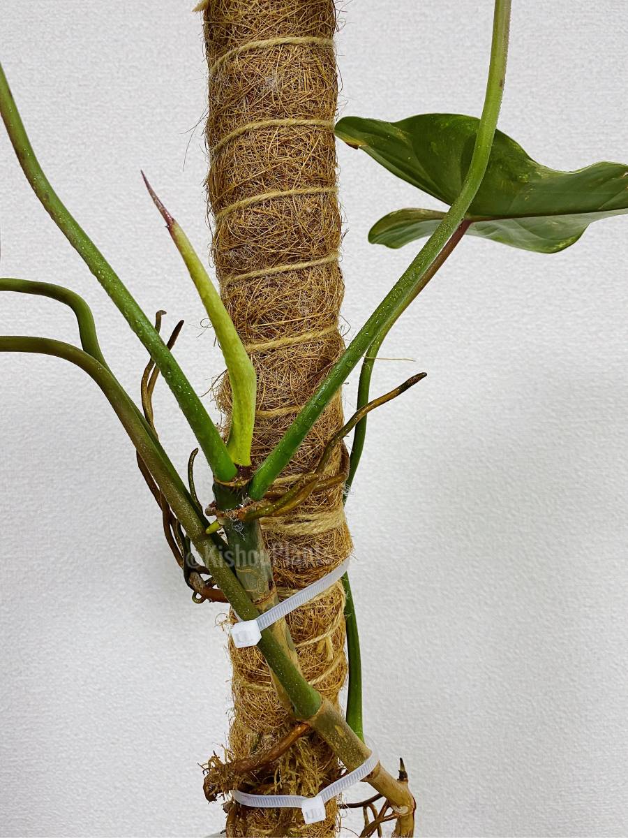 PHILODENDRON ILSEMANII 「フィロデンドロン イルセマニー