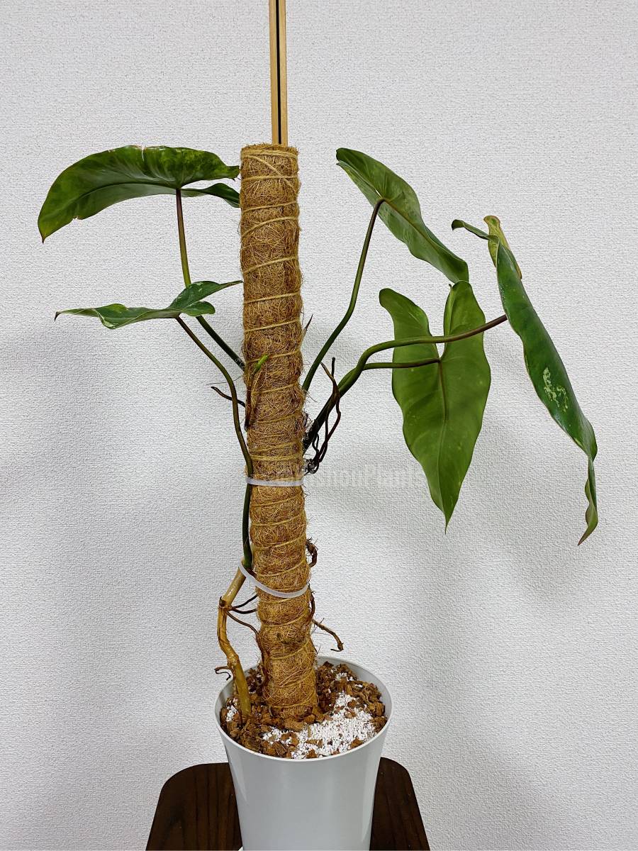 PHILODENDRON ILSEMANII 「フィロデンドロン イルセマニー