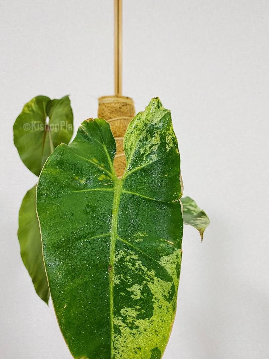 PHILODENDRON ILSEMANII 「フィロデンドロン イルセマニー