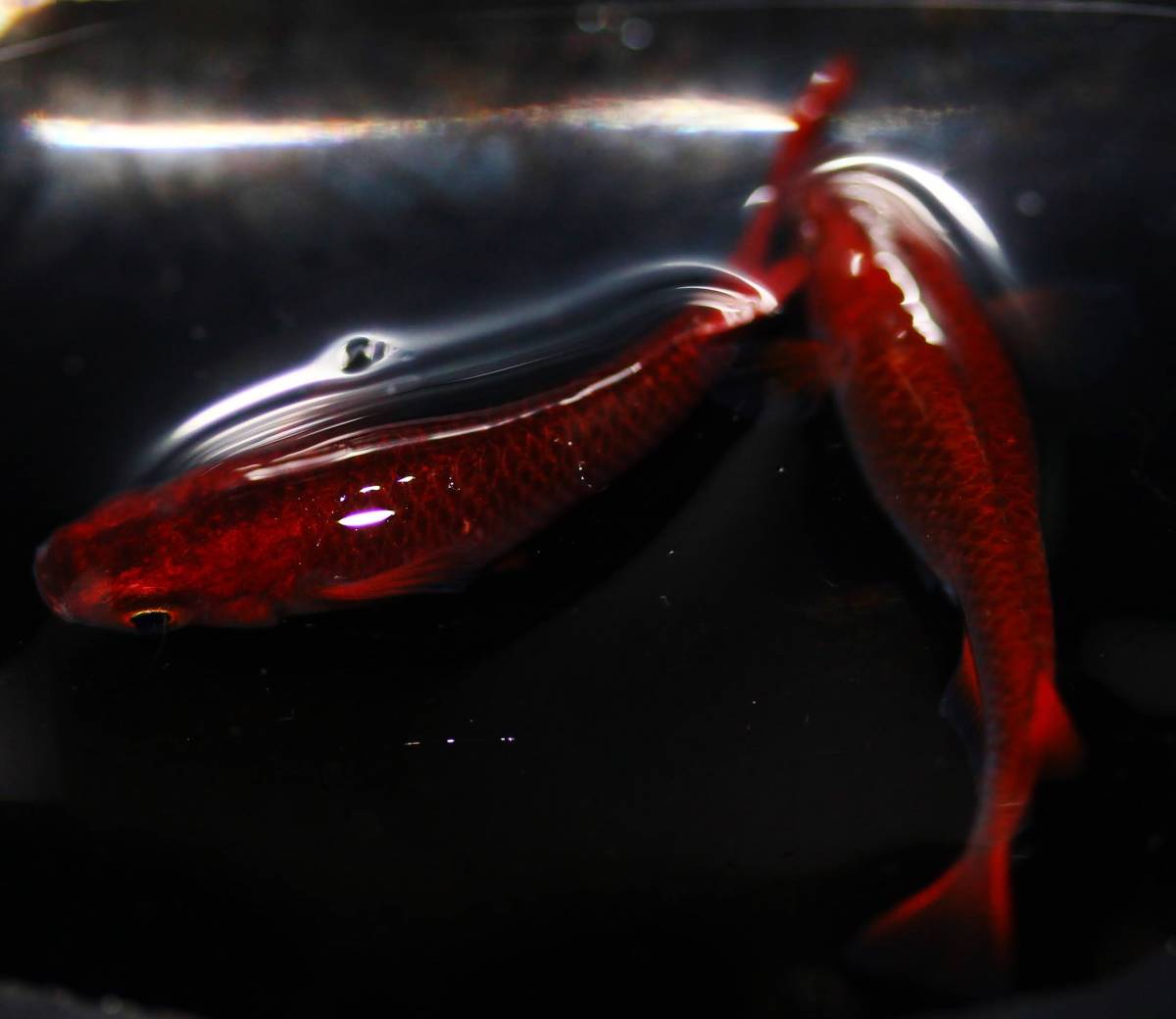 特選めだか 深すぎる赤いメダカ 当方最高級 当方オリジナル種 朱流 しゅりゅう 画像同等個体の発送 種親 特濃朱赤めだか1ペア めだか 売買されたオークション情報 Yahooの商品情報をアーカイブ公開 オークファン Aucfan Com