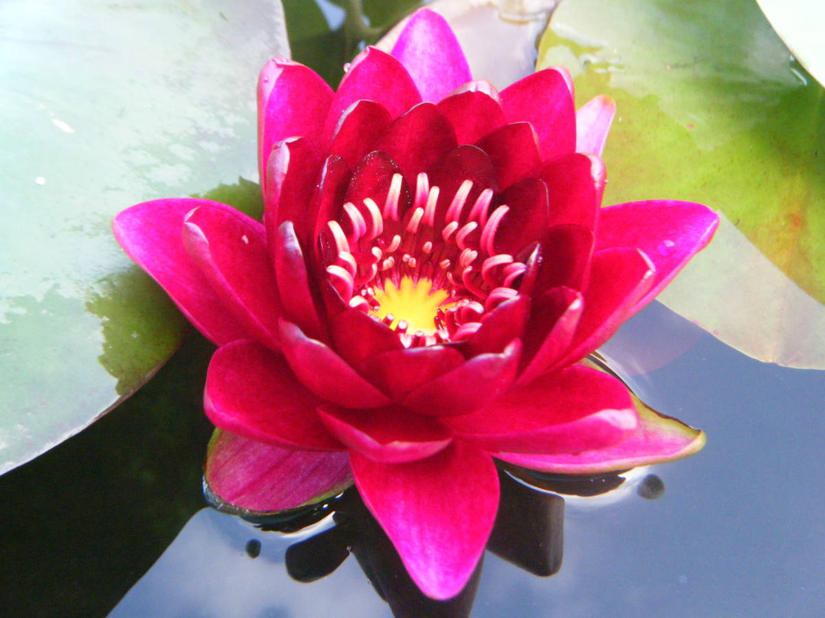 開田屋水園】 耐寒性睡蓮 パラニー （スイレン） 苗 A