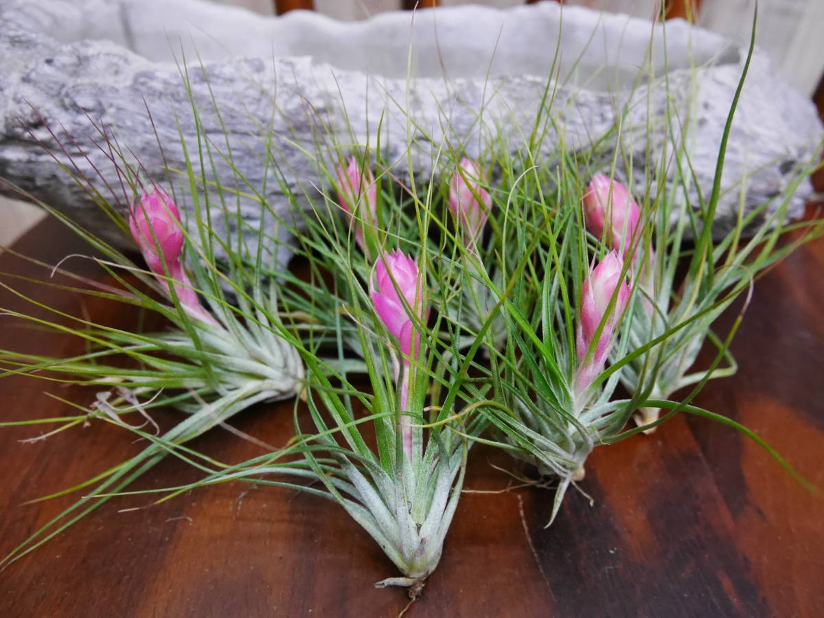 1円スタート エアープランツ チランジア ストリクタ 約10 15センチ 4個セット 価格 アナナス 売買されたオークション情報 Yahooの商品情報をアーカイブ公開 オークファン Aucfan Com