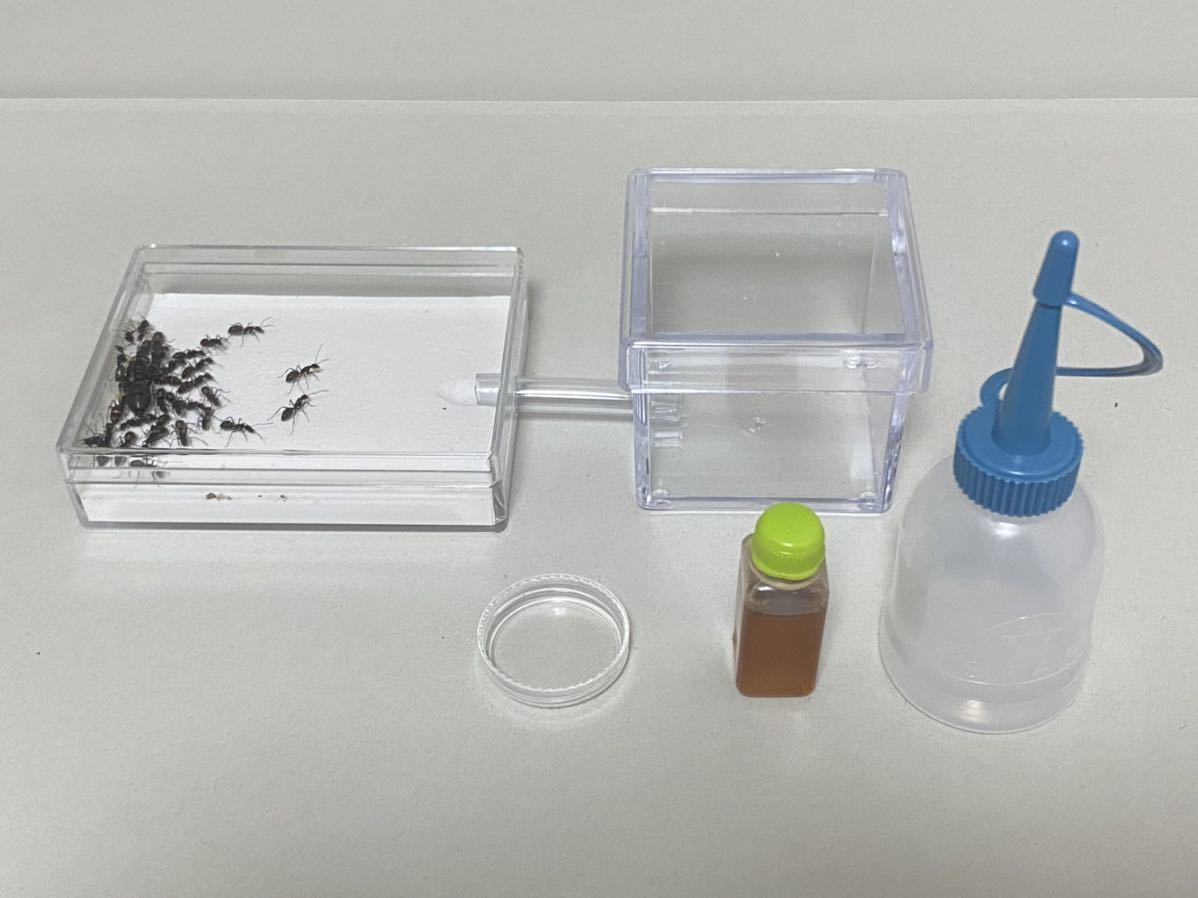 クロオオアリ 女王アリ 働きアリ匹以上 飼育セット 虫類 売買されたオークション情報 Yahooの商品情報をアーカイブ公開 オークファン Aucfan Com クロオオアリ 女王アリ 働きアリ匹以上 飼育セット 虫類 売買されたオークション情報 Yahooの商品情報をアーカイブ公開 オークファン Aucfan Com