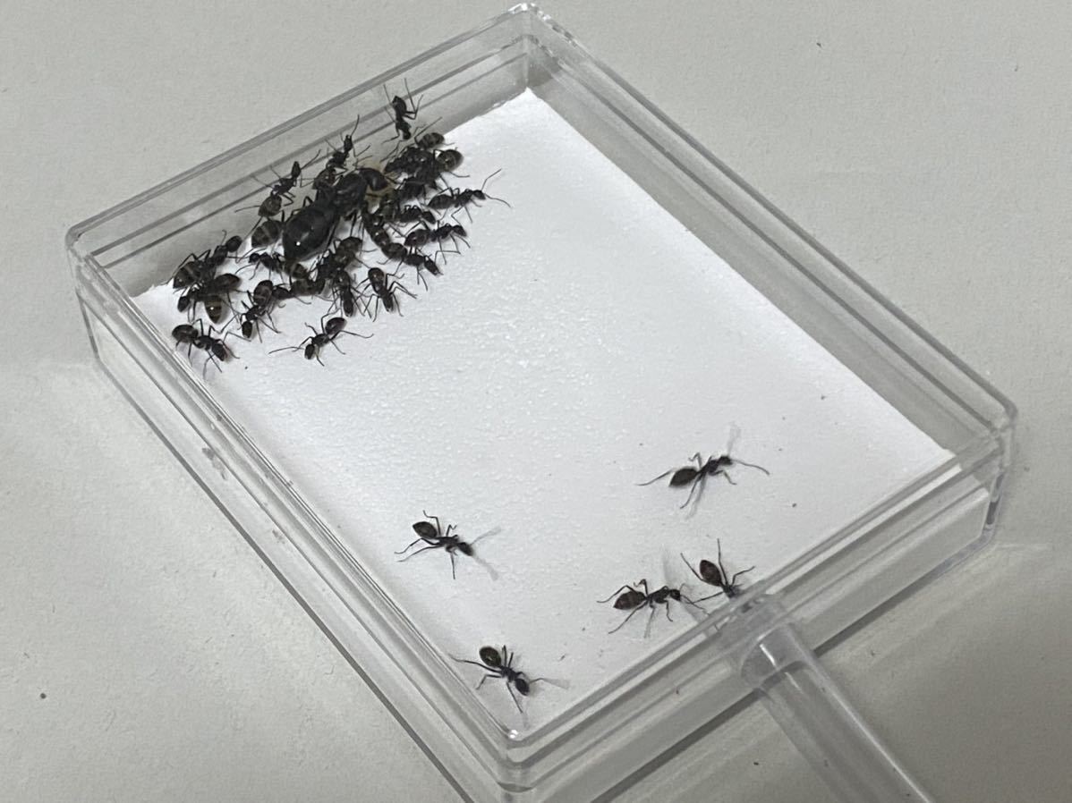 クロオオアリ 女王アリ 働きアリ匹以上 飼育セット 虫類 売買されたオークション情報 Yahooの商品情報をアーカイブ公開 オークファン Aucfan Com クロオオアリ 女王アリ 働きアリ匹以上 飼育セット 虫類 売買されたオークション情報 Yahooの商品情報をアーカイブ公開 オークファン Aucfan Com