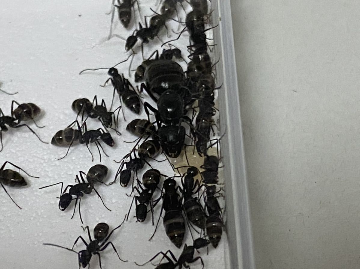 クロオオアリ 女王アリ 働きアリ匹以上 飼育セット 虫類 売買されたオークション情報 Yahooの商品情報をアーカイブ公開 オークファン Aucfan Com クロオオアリ 女王アリ 働きアリ匹以上 飼育セット 虫類 売買されたオークション情報 Yahooの商品情報をアーカイブ公開 オークファン Aucfan Com