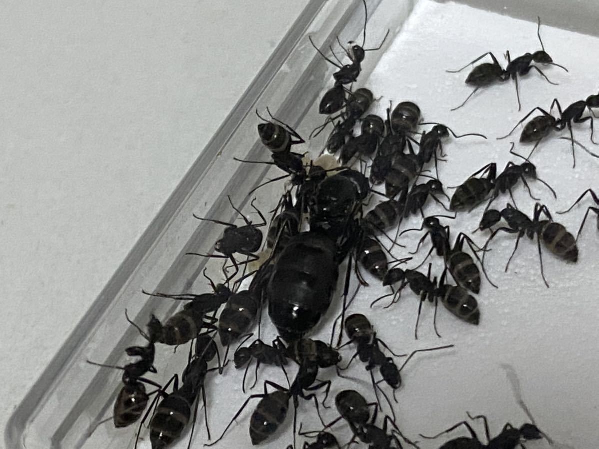 クロオオアリ 女王アリ 働きアリ匹以上 飼育セット 虫類 売買されたオークション情報 Yahooの商品情報をアーカイブ公開 オークファン Aucfan Com クロオオアリ 女王アリ 働きアリ匹以上 飼育セット 虫類 売買されたオークション情報 Yahooの商品情報をアーカイブ公開 オークファン Aucfan Com