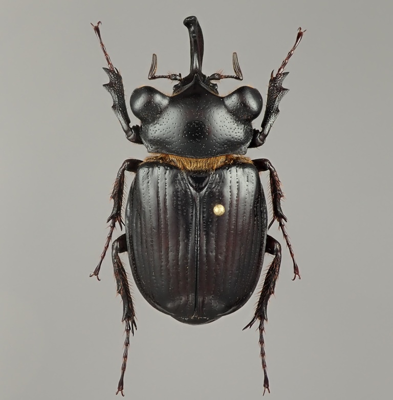 グアテマラ産 珍奇トラハナムグリ Pantodinus klugi ♂ 36mm (サイズは
