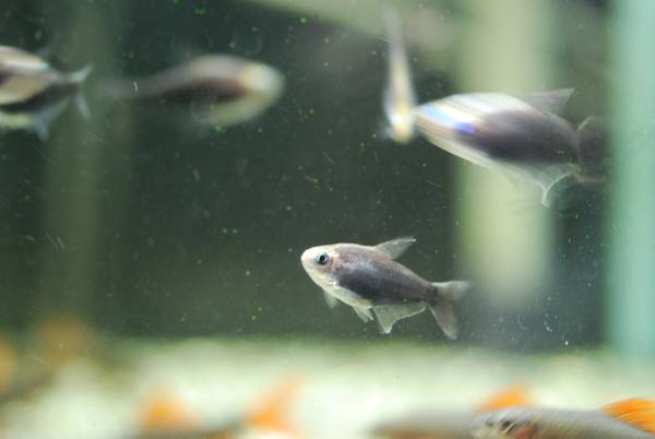 pure セール ブラックエンペラーテトラ 10匹 同梱包ok 意外といないブラックな魚 テトラ 売買されたオークション情報 Yahooの商品情報をアーカイブ公開 オークファン Aucfan Com pure セール ブラックエンペラーテトラ 10匹 同梱包ok 意外といないブラックな魚 テトラ 売買されたオークション情報 Yahooの商品情報をアーカイブ公開 オークファン Aucfan Com