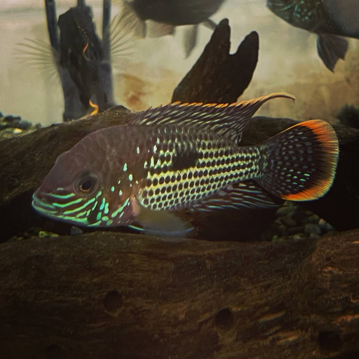 サイズ グリーンテラー極美 約17cm 熱帯魚シクリッド生体淡水魚 熱帯魚のmishima 店 されません Shineray Com Br サイズ グリーンテラー極美 約17cm 熱帯魚シクリッド生体淡水魚 熱帯魚のmishima 店 されません Shineray Com Br