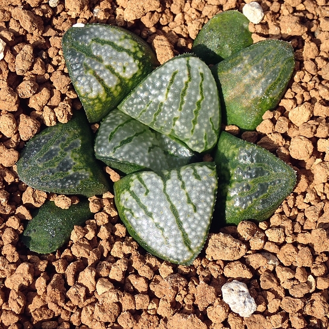 ハオルチア なまはげ×グロエネワルディ 実生未繁殖 ☆多肉植物