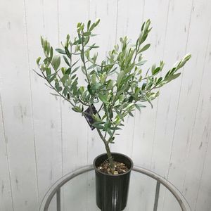 激安人気新品 オリーブの木 モライオロ シプレッシーノ 混合株 植物 観葉植物 Www Eintrachtpeitz De
