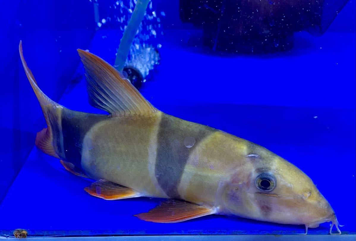 大特価 ビッグサイズ クラウンローチ cm前後 淡水魚 売買されたオークション情報 Yahooの商品情報をアーカイブ公開 オークファン Aucfan Com