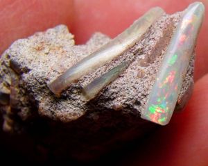 激レア 13.30ct オパール化した貝の化石 ツノガイ シェルオパール 化石 