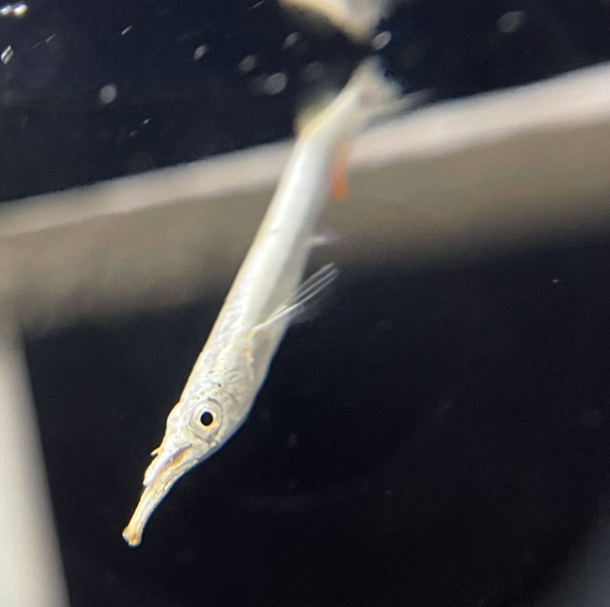 卵胎生 ゴールデンデルモゲニー ３匹セット 生体 鑑賞魚 熱帯魚 淡水魚 汽水域 コモチサヨリ レスリングサヨリ その他 売買されたオークション情報 Yahooの商品情報をアーカイブ公開 オークファン Aucfan Com