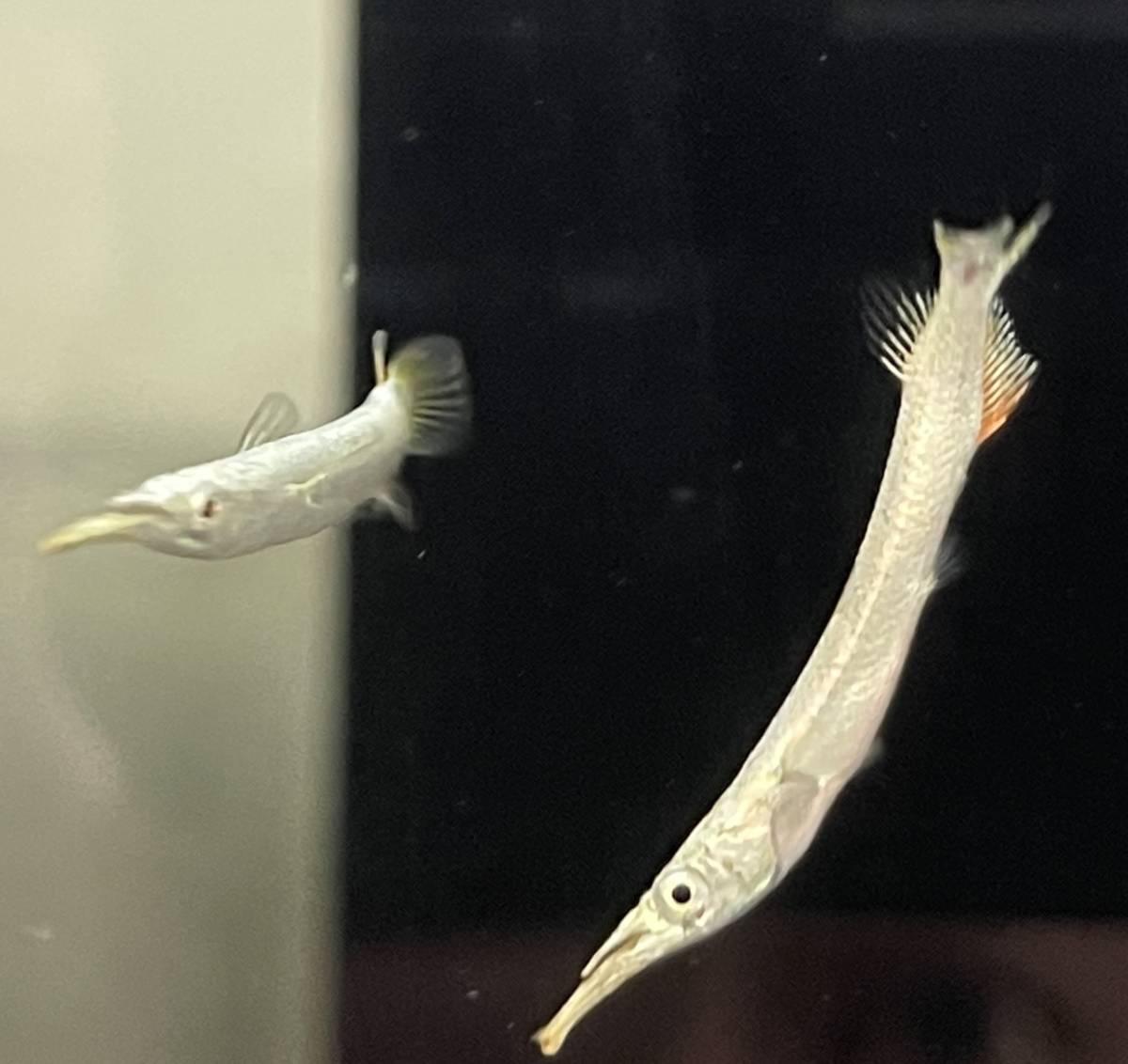卵胎生 ゴールデンデルモゲニー ３匹セット 生体 鑑賞魚 熱帯魚 淡水魚 汽水域 コモチサヨリ レスリングサヨリ その他 売買されたオークション情報 Yahooの商品情報をアーカイブ公開 オークファン Aucfan Com