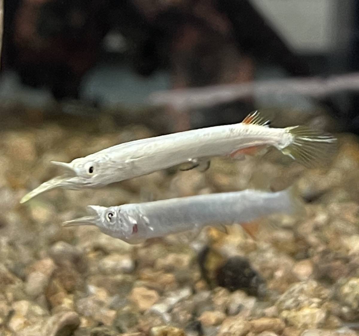 卵胎生 ゴールデンデルモゲニー ３匹セット 生体 鑑賞魚 熱帯魚 淡水魚 汽水域 コモチサヨリ レスリングサヨリ その他 売買されたオークション情報 Yahooの商品情報をアーカイブ公開 オークファン Aucfan Com