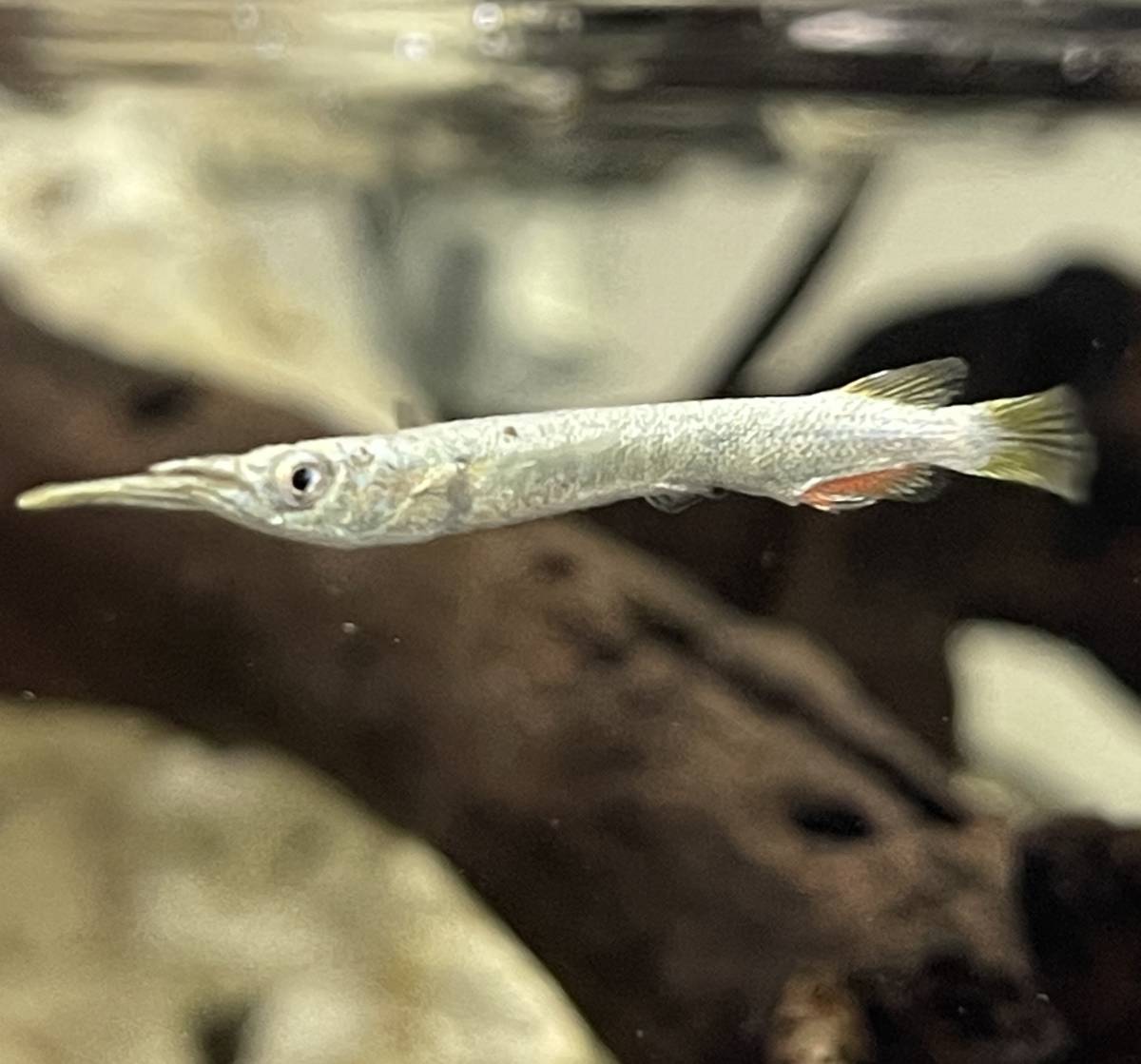 卵胎生 ゴールデンデルモゲニー ３匹セット 生体 鑑賞魚 熱帯魚 淡水魚 汽水域 コモチサヨリ レスリングサヨリ その他 売買されたオークション情報 Yahooの商品情報をアーカイブ公開 オークファン Aucfan Com