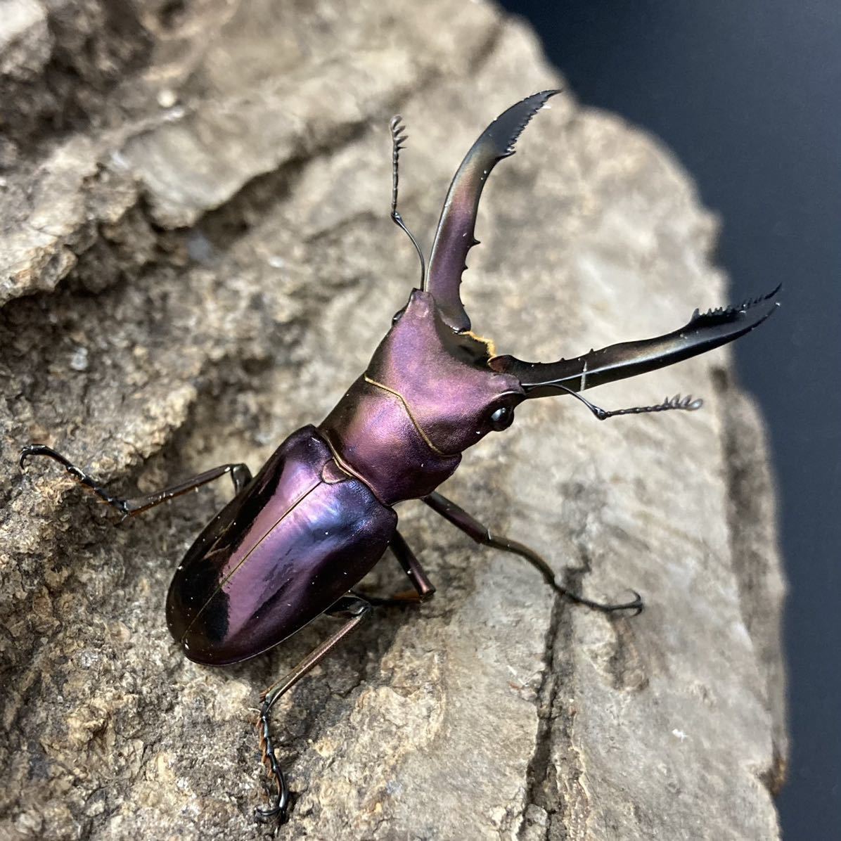 メタリフェルホソアカクワガタ メス 2 パープル メタリフェル 翌日着の地域限定か 外国産 売買されたオークション情報 Yahooの商品情報をアーカイブ公開 オークファン Aucfan Com