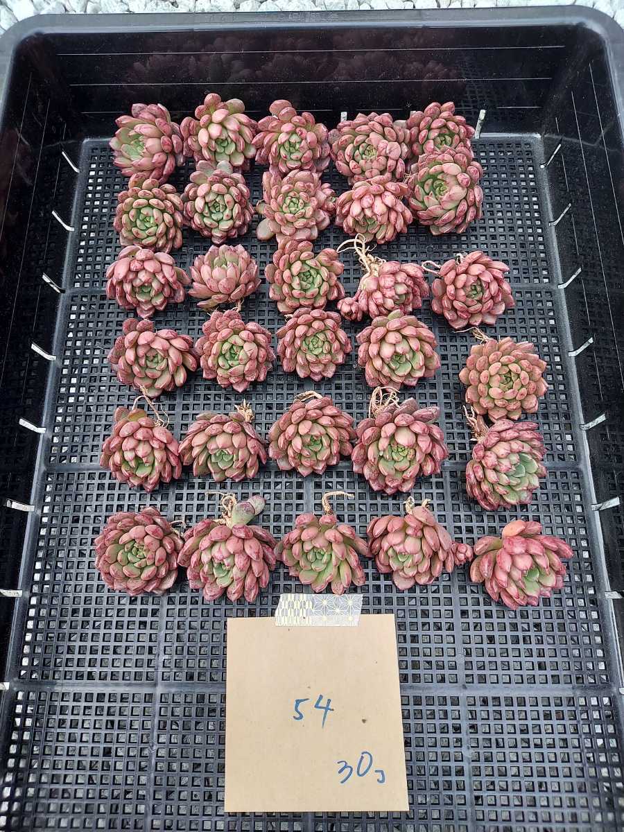 韓国多肉植物 韓国苗 エケベリア Echeveria 14-54 ピンクルビー 30個(岡山在庫)★(1/11岡山発送)