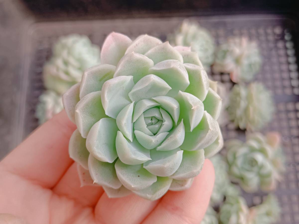 多肉植物 エケベリア 韓国苗 Echeveria 多肉 ꕤ - | plkエケベリア