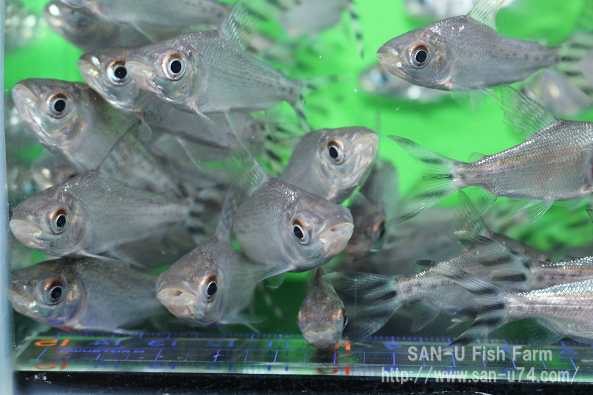 2026年最新Yahoo!オークション アジアアロワナ カラープロキロダス 