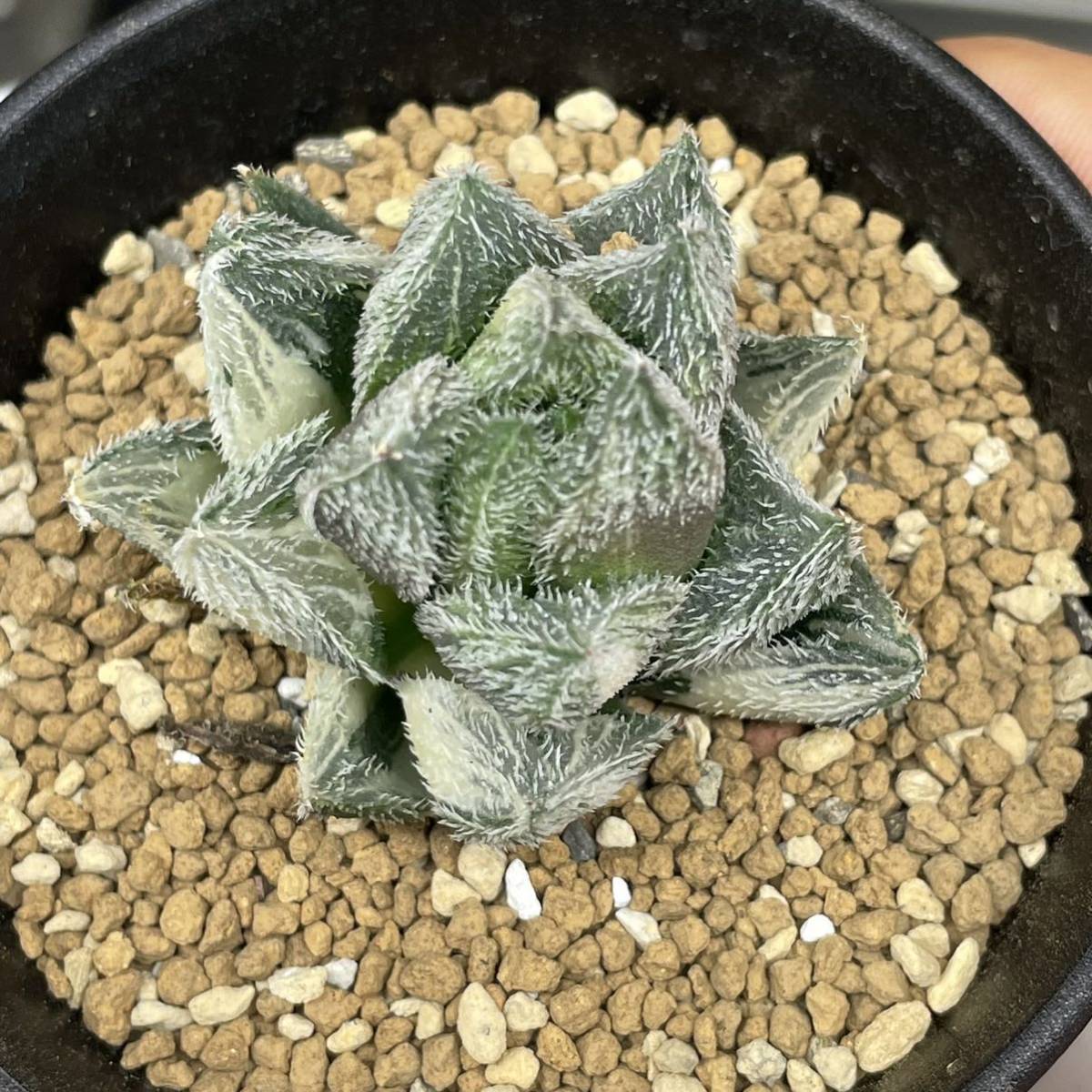多肉植物ハオルチアベヌスタ錦極上株 ハオルチア ベヌスタ錦 多肉植物