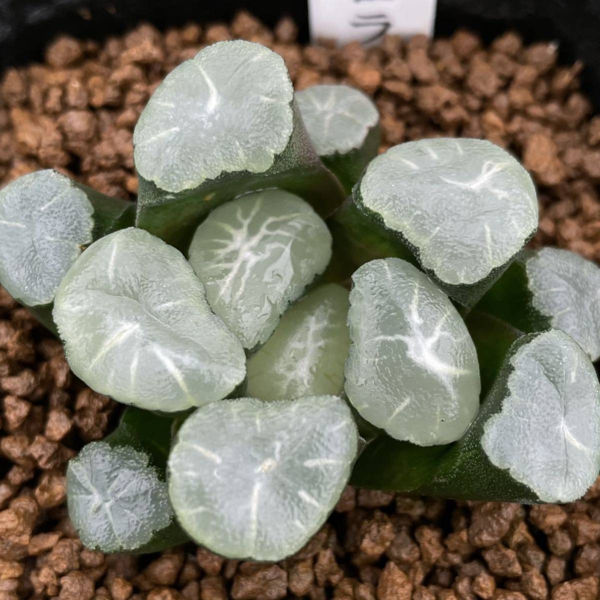 32d 多肉植物　ハオルチア　オーロラ錦白糊斑　自家繁殖　鉢植え発送 32d 多肉植物ハオルチアオーロラ錦白糊斑自家繁殖鉢植え発送