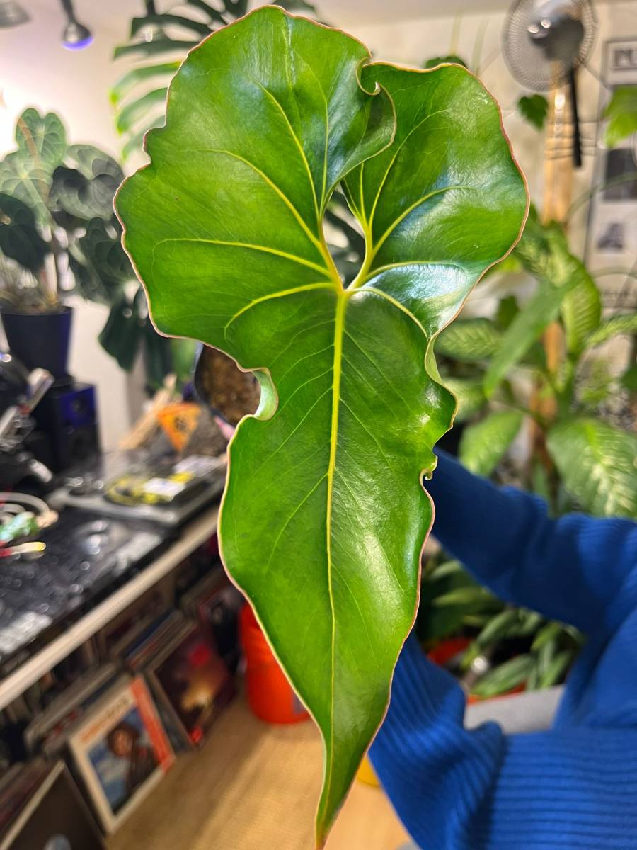激レア アンスリウム ブラウニー Anthurium Brownii 巨大葉 大型 熱帯 南米 サトイモ科 ジャングル 観葉植物 売買されたオークション情報 Yahooの商品情報をアーカイブ公開 オークファン Aucfan Com 激レア アンスリウム ブラウニー Anthurium Brownii 巨大葉 大型 熱帯 南米 サトイモ科 ジャングル 観葉植物 売買されたオークション情報 Yahooの商品情報をアーカイブ公開 オークファン Aucfan Com