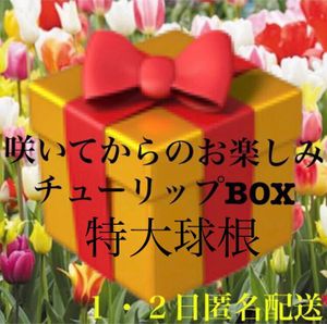 レビューで送料無料 まとめ売り チューリップ 入学式 匿名配送 可愛い 春 植物 水栽培 球根 B9c81b9f 超高品質で人気の Pn Batam Go Id