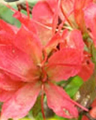 ツツジ 紅長寿 花芽付き ヤマツツジとさつきの交配種 花期が１から２ケ月間開花 草丈４５ｃｍ前後 根巻 植木 庭木 売買されたオークション情報 Yahooの商品情報をアーカイブ公開 オークファン Aucfan Com