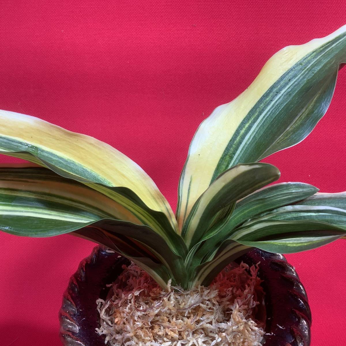 万年青 オモト 縞甲型羅紗実生