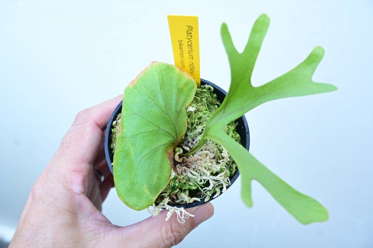 P.ridleyi narrow form①　 @bikamori.com ビカクシダ　リドレイ