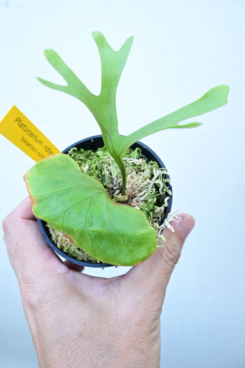 P.ridleyi narrow form①　 @bikamori.com ビカクシダ　リドレイ