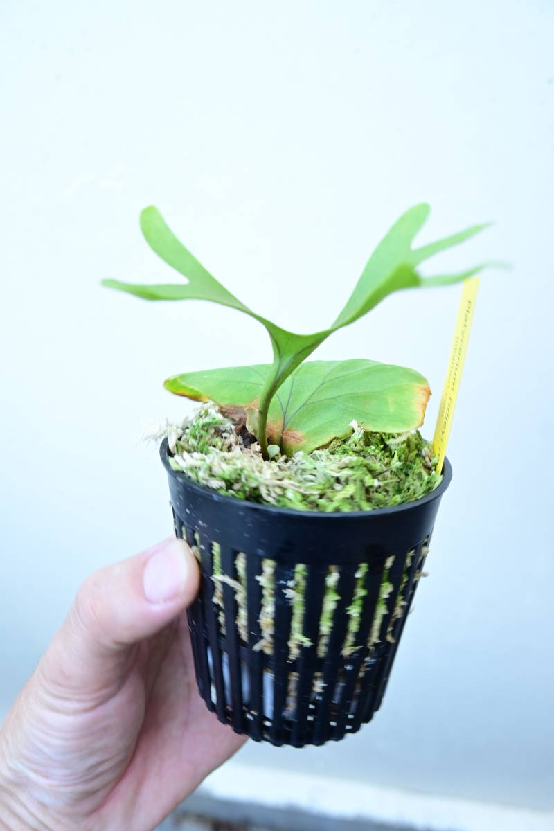 P.ridleyi narrow form①　 @bikamori.com ビカクシダ　リドレイ