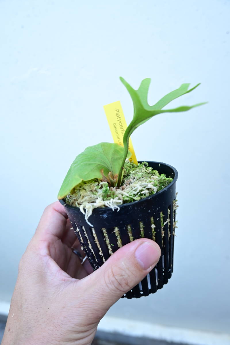 P.ridleyi narrow form①　 @bikamori.com ビカクシダ　リドレイ