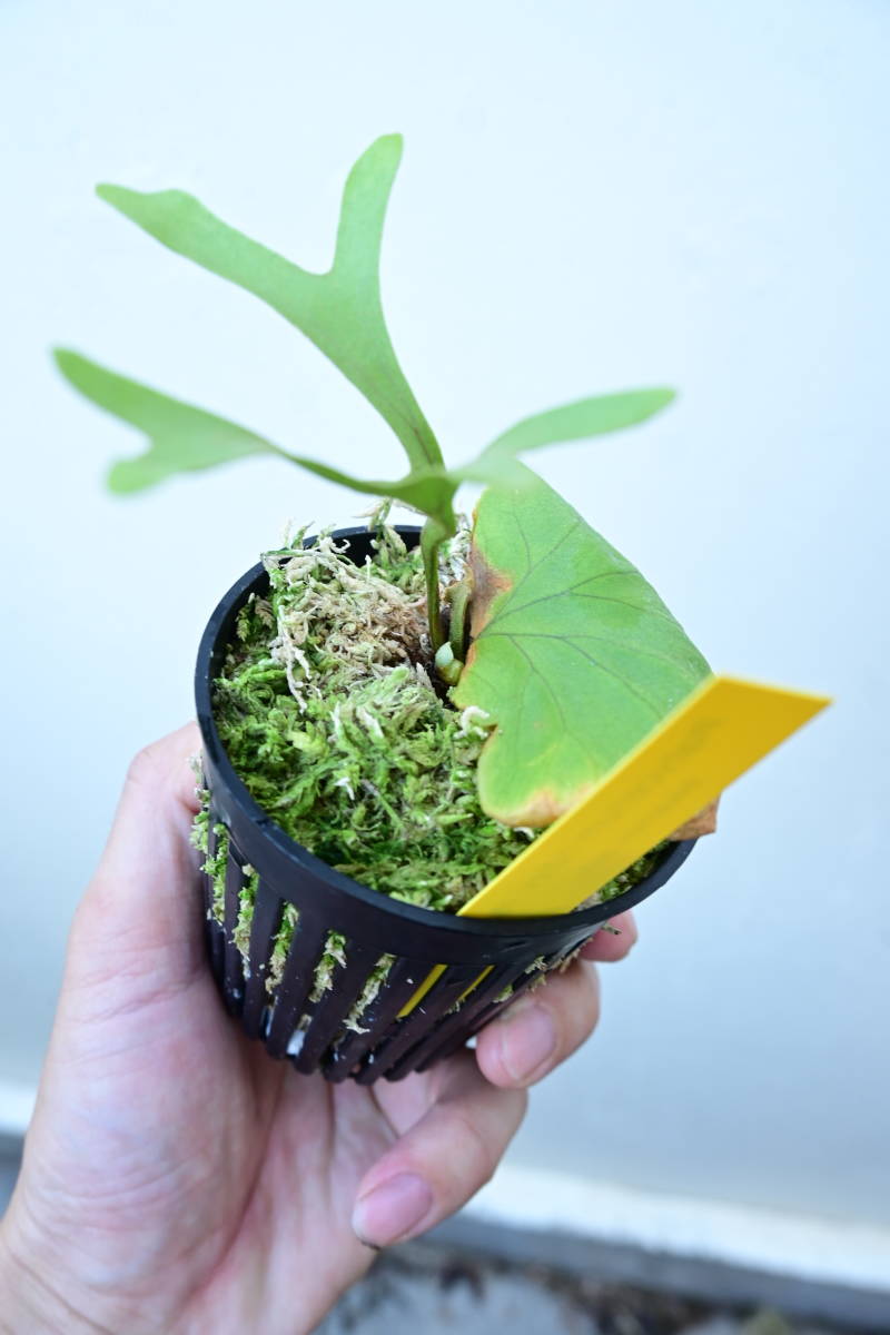 P.ridleyi narrow form①　 @bikamori.com ビカクシダ　リドレイ