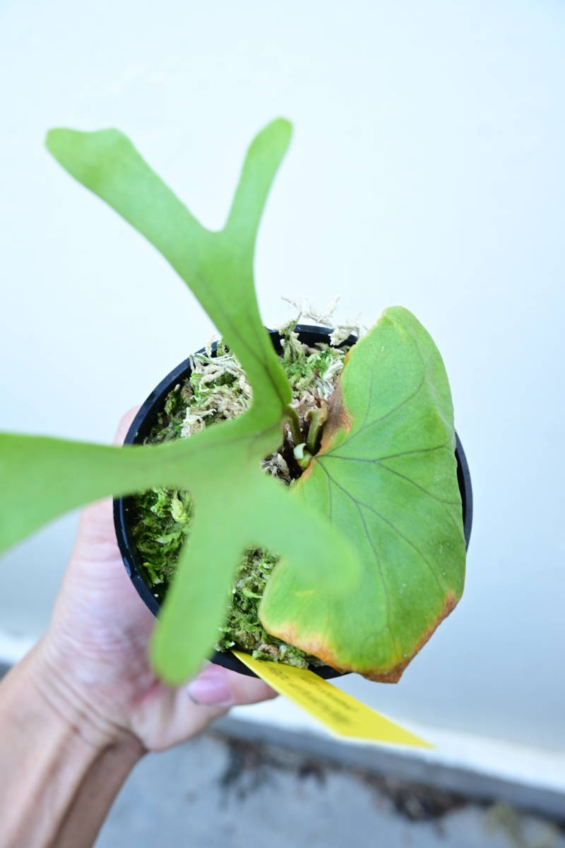 P.ridleyi narrow form①　 @bikamori.com ビカクシダ　リドレイ