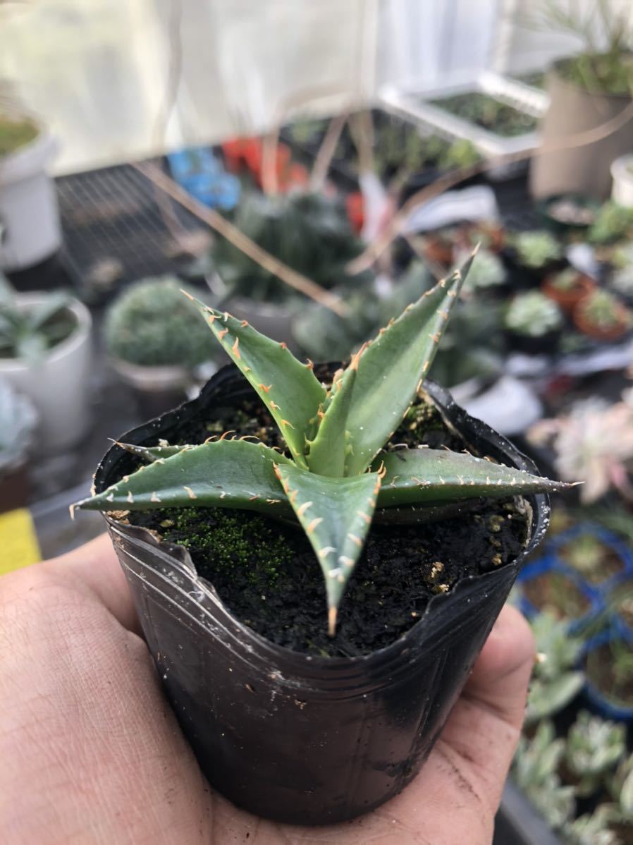 特大 USA輸入株 アガベ ホリダ ペロテンシス 抜き苗宅急便送料込み