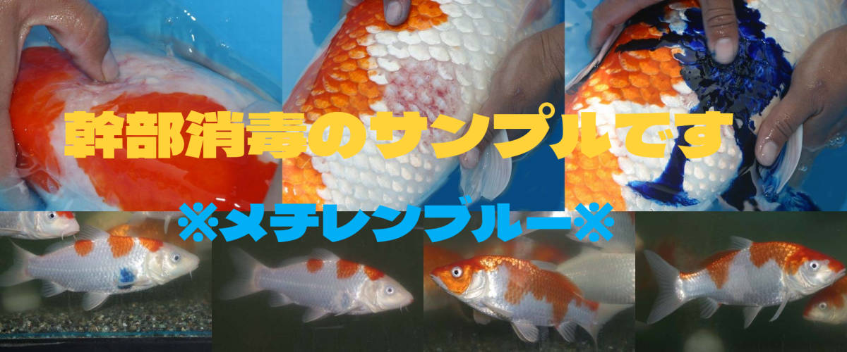 メダカ 大型魚にも 魚飼育に絶対必需 眠り液 非売品 増量モデルも出品中 500g 変更可 幹部消毒補助必須品 常備必須 魚類 水生生物 売買されたオークション情報 Yahooの商品情報をアーカイブ公開 オークファン Aucfan Com