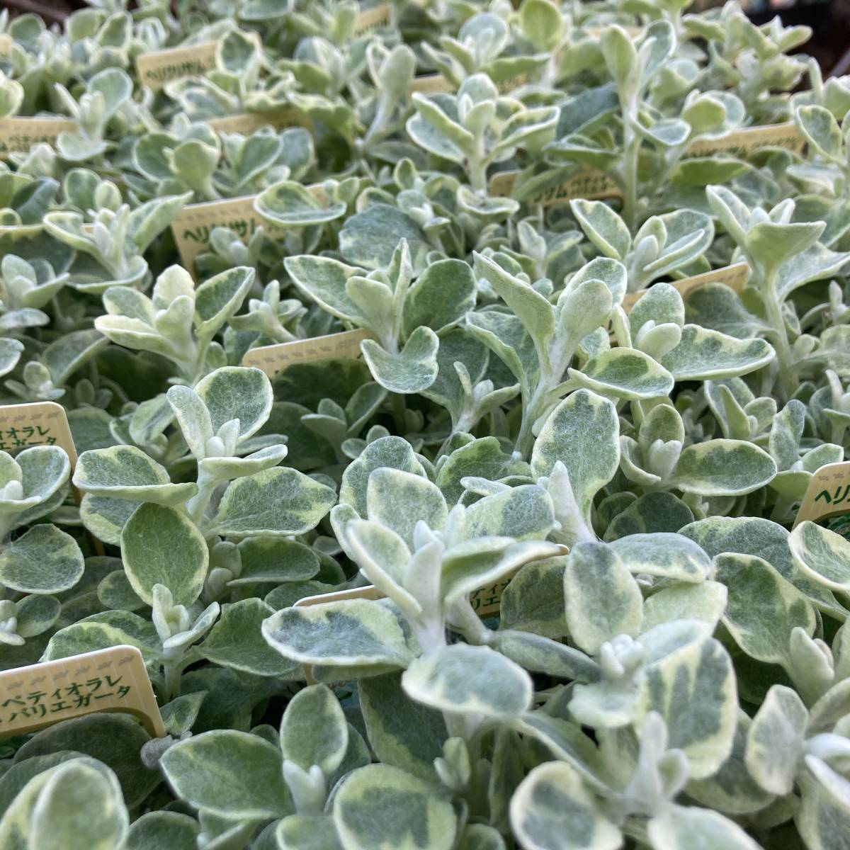 プレミアムガーデニング 数量４ 宿根 ヘリクリサム ペティオラレ バリエガータ ４ポット その他 売買されたオークション情報 Yahooの商品情報をアーカイブ公開 オークファン Aucfan Com