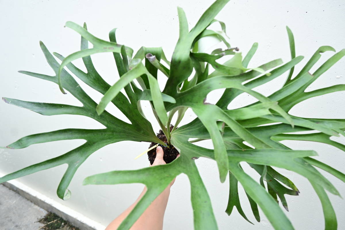 P.alcicorne var.Madagascar 大株　 @bikamori.com ビカクシダ