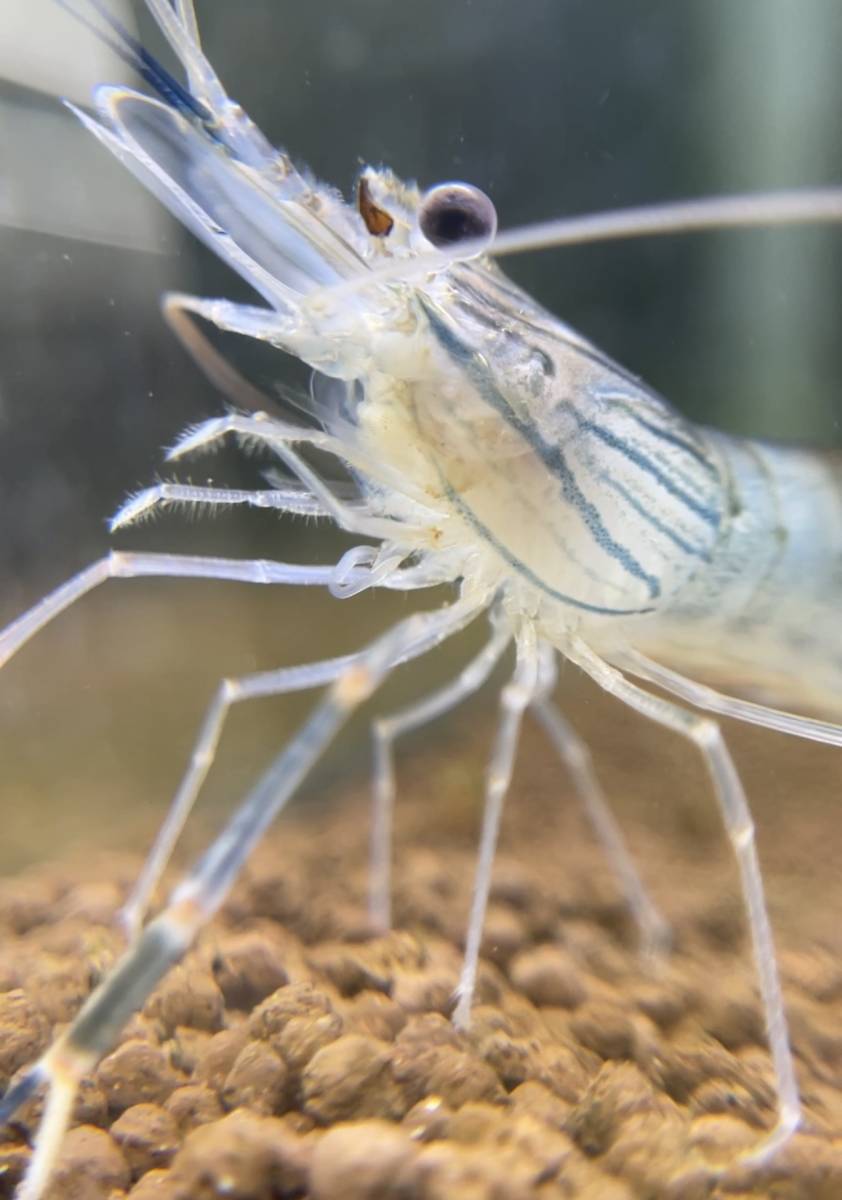 最新アイテム 富城 カンシャ 天然手ながエビ 1g 6個セット Www Rubberdev Gov Lk